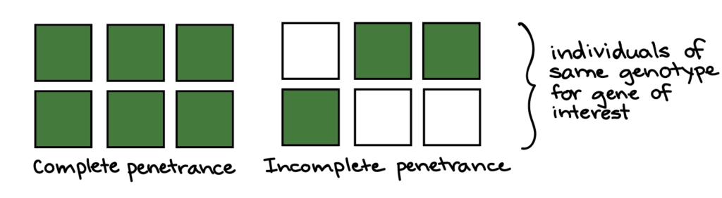  Complete penetrance: all six squares are dark green. Incomplete penetrance: three of the squares are dark green, and three of the squares are white. The squares in each example are intended to represent individuals of the same genotype for the gene of interest.
