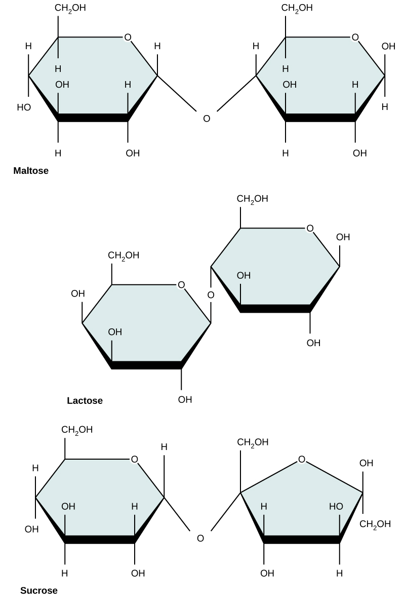 The chemical structures of maltose, lactose, and sucrose are shown. Both maltose and lactose are made from two glucose monomers joined together in ring form. In maltose, the oxygen in the glycosidic bond points downward. In lactose, the oxygen in the glycosidic bond points upward. Sucrose is made from glucose and fructose monomers. The oxygen in the glycosidic bond points downward.