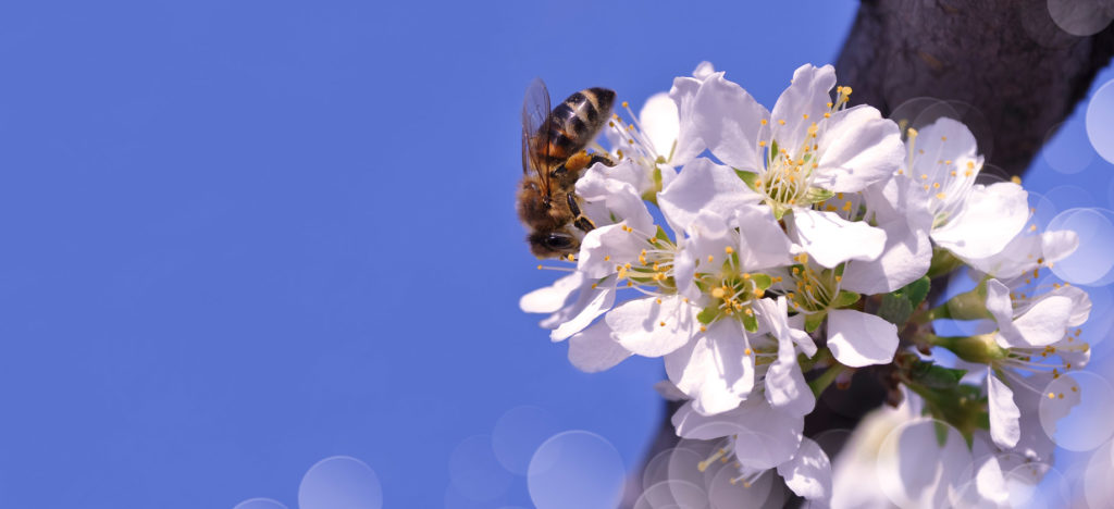 A photograph shows a bee in flight, getting nectar from a flower.