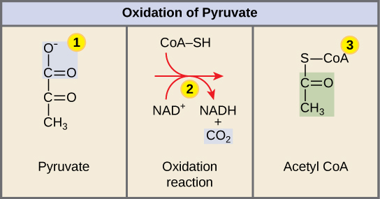 This illustration shows the three-step conversion of pyruvate into acetyl CoA. In step one, a carboxyl group is removed from pyruvate, releasing carbon dioxide. In step two, a redox reaction forms acetate and NADH. In step three, the acetate is transferred coenzyme A, forming acetyl CoA.