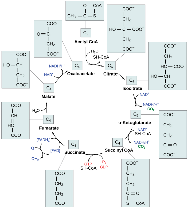 This illustration shows the eight steps of the citric acid cycle. In the first step, the acetyl group from acetyl CoA is transferred to a four-carbon oxaloacetate molecule to form a six-carbon citrate molecule. In the second step, citrate is rearranged to form isocitrate. In the third step, isocitrate is oxidized to α-ketoglutarate. In the process, one NADH is formed from NAD^{+} and one carbon dioxide is released. In the fourth step, α-ketoglutarate is oxidized and CoA is added, forming succinyl CoA. In the process, another NADH is formed and another carbon dioxide is released. In the fifth step, CoA is released from succinyl CoA, forming succinate. In the process, one GTP is formed, which is later converted into ATP. In the sixth step, succinate is oxidized to fumarate, and one FAD is reduced to FADH_{2}. In the seventh step, fumarate is converted into malate. In the eighth step, malate is oxidized to oxaloacetate, and another NADH is formed.
