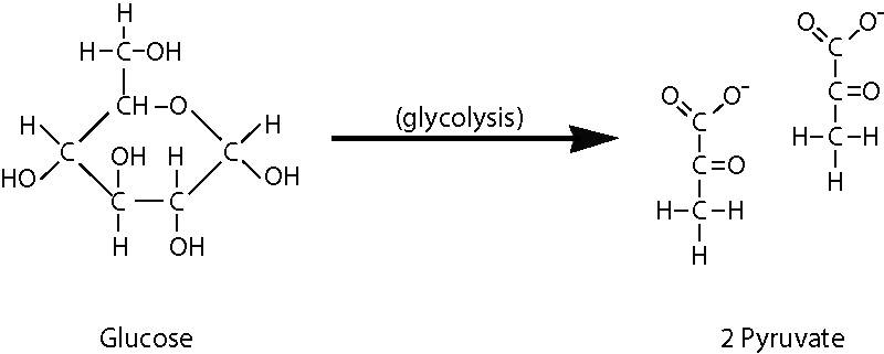 Glycolysis begins with a glucose molecule and ends with two pyruvate molecules
