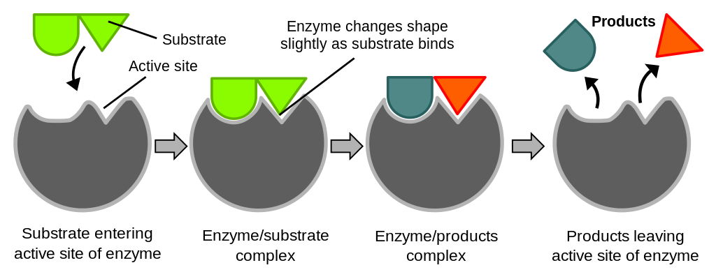 A substrate fits onto the active site of an enzyme. Both the enzyme and substrate are uniquely shaped for one another. The enzyme breaks down the substrate to create products.