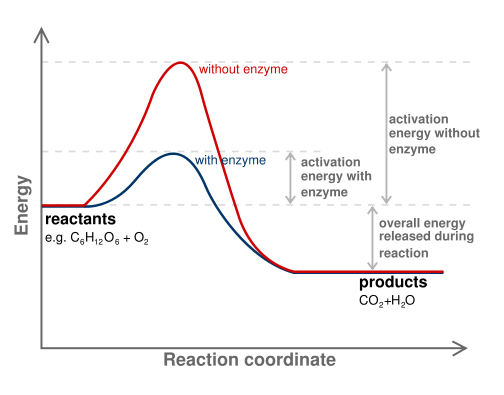 A noncatalyzed reaction and an enzyme-catalyzed reaction.