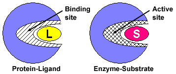 A protein enveloping a ligand with a binding site (protein-ligand). An enzyme enveloping a substrate with an active site (enzyme-substrate).