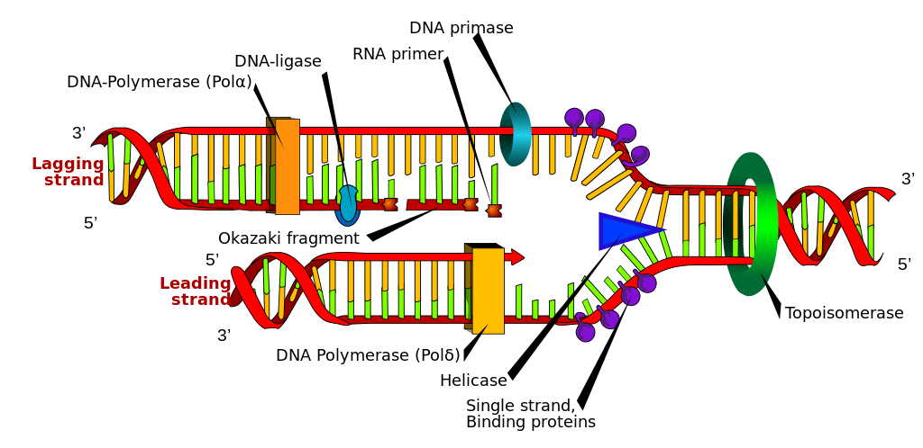 Diagram of both the leading and lagging strands the helicase splits the two strands and a DNA polymerase travels over both strands to create complementary strands.