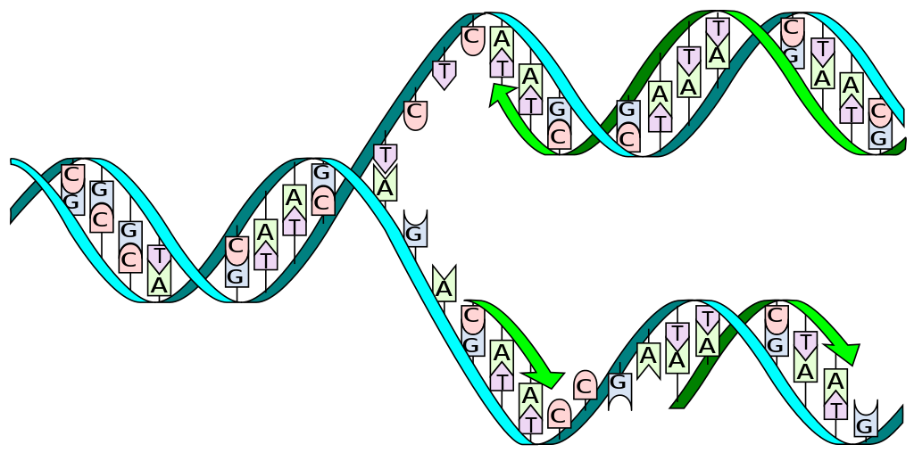 Stylized DNA replication fork with nucleotides matched, 5'->3' synthesis shown, no enzymes in diagram. 
