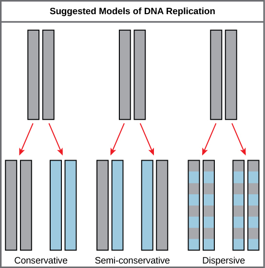 Illustration shows the conservative, semi-conservative, and dispersive models of DNA synthesis. In the conservative model, when DNA is replicated and both newly synthesized strands are paired together. In the semi-conservative model, each newly synthesized strand pairs with a parent strand. In the dispersive model, newly synthesized DNA is interspersed with parent DNA within both DNA strands.