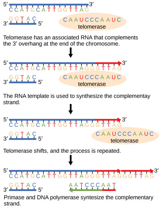 Telomerase has an associated RNA that complements the 5 prime overhang at the end of the chromosome. The RNA template is used to synthesize the complementary strand. Telomerase then shifts, and the process is repeated. Next, primase and DNA polymerase synthesize the rest of the complementary strand.
