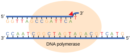 Illustration shows DNA polymerase replicating a strand of DNA. The enzyme has accidentally inserted G opposite A, resulting in a bulge. The enzyme backs up to fix the error.