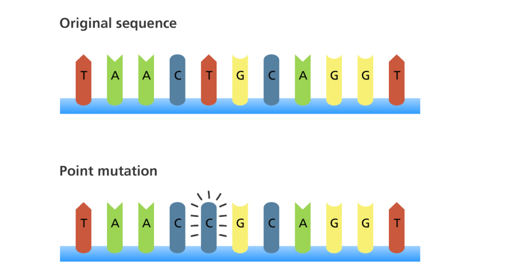 dna-mutations-biology-for-majors-i-course-hero