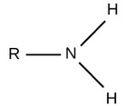 two hydrogens attached to a nitrogen