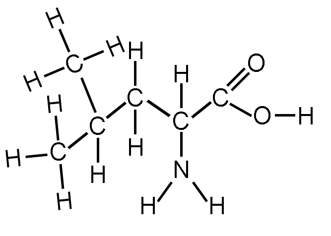 A diagram of leucine. An organic molecule with a five carbon molecules in its carbon backbone. The first carbon is bound to a three hydrogen atoms: one on on its left, on at its top, and one at its bottom. The second carbon is bound to a Hydrogen on its bottom; at its top it is bound to a carbon atom, which is bound to three hydrogen atoms. The third carbon is bound to a hydrogen atom at its top and a hydrogen atom at its bottom. The fourth carbon to a hydrogen atom at its top; at its bottom it is bound to a nitrogen atom, which is bound to two hydrogen atoms. The fifth carbon is double bound to an oxygen atom at its top right corner, and at its bottom right corner, it is bound to an oxygen atom, which is bound to a hydrogen atom.