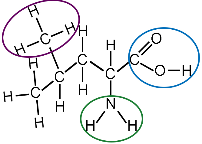 The same diagram of leucine is shown. The carbon atom, which is bound to three hydrogen atoms, at the top of the second carbon is circled in purple. This is the methyl group. The a nitrogen atom, which is bound to two hydrogen atoms, at the bottom of the fourth carbon is circled in green. This is the amino group. The fifth carbon is double bound to an oxygen atom at its top right corner, and at its bottom right corner, it is bound to an oxygen atom, which is bound to a hydrogen atom is circled in blue. This is the carboxyl group. Note that this group includes the final carbon of the carbon backbone.