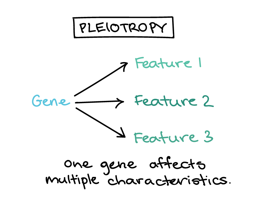  Simple schematic illustrating pleiotropy. In pleiotropy, one gene affects multiple features (feature 1, feature 2, feature 3. Caption: One gene affects multiple characteristics.