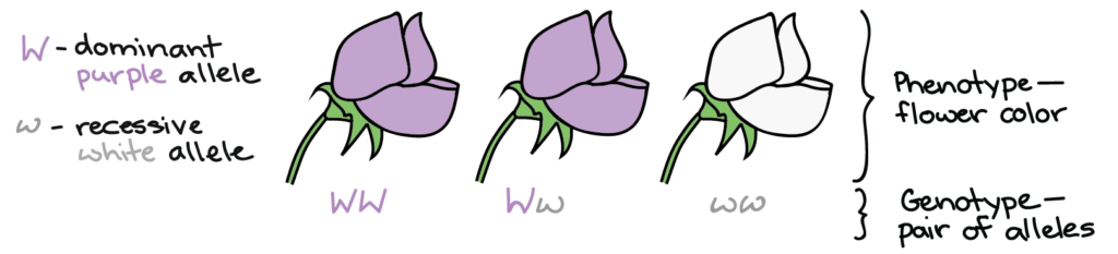 The phenotype is the flower color. The genotype is a pair of alleles. A capital W indicates the dominant purple allele. A lowercase w indicates the recessive white allele. A flower with two capital Ws in its genotype will be purple. A flower with a capital W and lowercase w genotype will be purple. A flower with two lowercase ws in its genotype will be white.