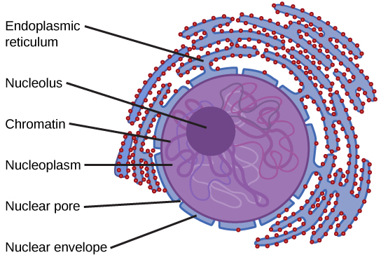 The nucleus is bordered by the endoplasmic reticulum. The edge of the nucleus itself is the nuclear envelope. Small openings in the nuclear envelope are nuclear pores. Inside the cell is a gel-like substance called nucleoplasm. Some long, thin, squiggly material called chromatin is floating in the nucleoplasm. In the center of the nucleus is a concentrated mass called the nucleolus.