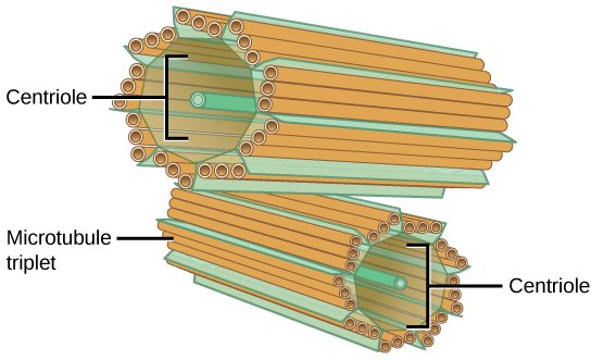 Figure 1. The centrosome consists of two centrioles that lie at right angles to each other. Each centriole is a cylinder made up of nine triplets of microtubules. Nontubulin proteins (indicated by the green lines) hold the microtubule triplets together.
