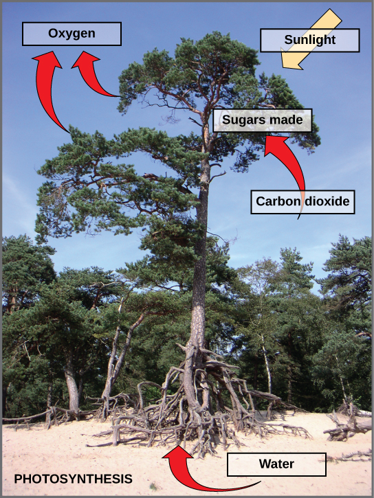 Photo of a tree. Arrows indicate that the tree uses carbon dioxide, water, and sunlight to make sugars and oxygen.