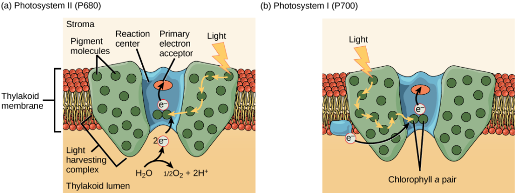 Illustration a shows the structure of PSII, which is embedded in the thylakoid membrane. At the core of PSII is the reaction center. The reaction center is surrounded by the light-harvesting complex, which contains antenna pigment molecules that shunt light energy toward a pair of chlorophyll a molecules in the reaction center. As a result, an electron is excited and transferred to the primary electron acceptor. A water molecule is split, releasing two electrons which are used to replace excited electrons. Illustration b shows the structure of PSI, which is similar in structure to PSII. However, PSII uses an electron from the chloroplast electron transport chain also embedded in the thylakoid membrane to replace the excited electron.