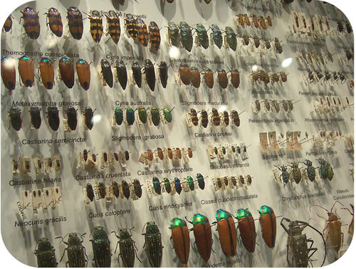 A display showing dozens of beetle varieties. Most species have four specimens. They range in size, color, and body structure.