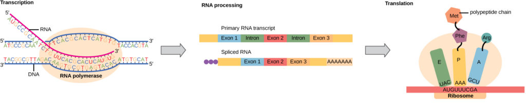 To make a protein, genetic information encoded by the DNA must be transcribed onto an mRNA molecule. The RNA is then processed by splicing to remove exons and by the addition of a 5′ cap and a poly-A tail. A ribosome then reads the sequence on the mRNA, and uses this information to string amino acids into a protein.