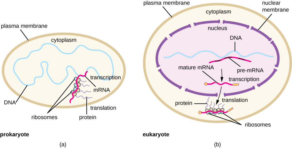 a) Diagram of prokaryotic cell with a plasma membrane on the outside. The DNA is in the cytoplasm and the mRNA is being copied at the same time that ribosomes are building proteins of the developing mRNA. B) Diagram of a eukaryotic cell with a plasma membrane an a nucleus. The DNA is in the nucleus and pre-mRNA is made during transcription; this is then process into mature mRNA. The mature mRNA then leaves the nucleus and enters the cytoplasm where translation takes place. This is when ribosomes bind to the mRNA and make proteins.