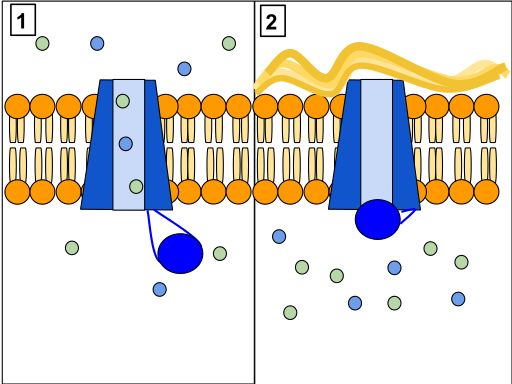 The CFTR protein is a channel protein that controls the flow of H2O and Cl- ions into and out of cells inside the lungs. When the CFTR protein is working correctly, as shown in Panel 1, ions freely flow in and out of the cells. However, when the CFTR protein is malfunctioning as in Panel 2, these ions cannot flow out of the cell due to a blocked channel. This causes Cystic Fibrosis, characterized by the buildup of thick mucus in the lungs.