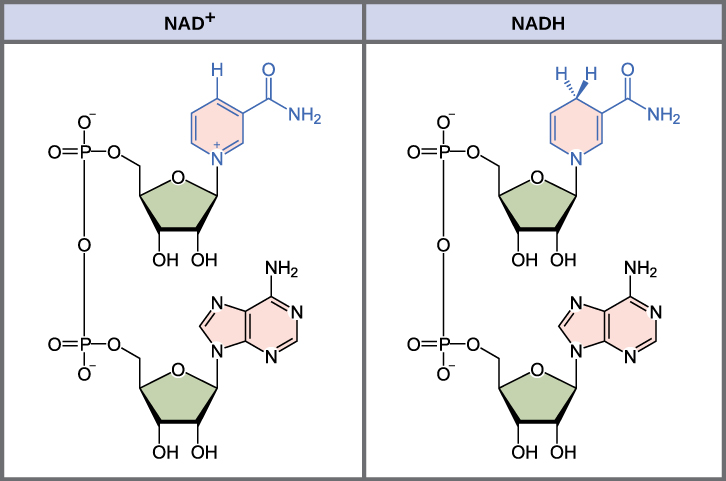 This illustration shows the molecular structure of NAD^{+} and NADH. Both compounds are composed of an adenine nucleotide and a nicotinamide nucleotide, which bond together to form a dinucleotide. The nicotinamide nucleotide is at the 5' end, and the adenine nucleotide is at the 3' end. Nicotinamide is a nitrogenous base, meaning it has nitrogen in a six-membered carbon ring. In NADH, one extra hydrogen is associated with this ring, which is not found in NAD^{+}.