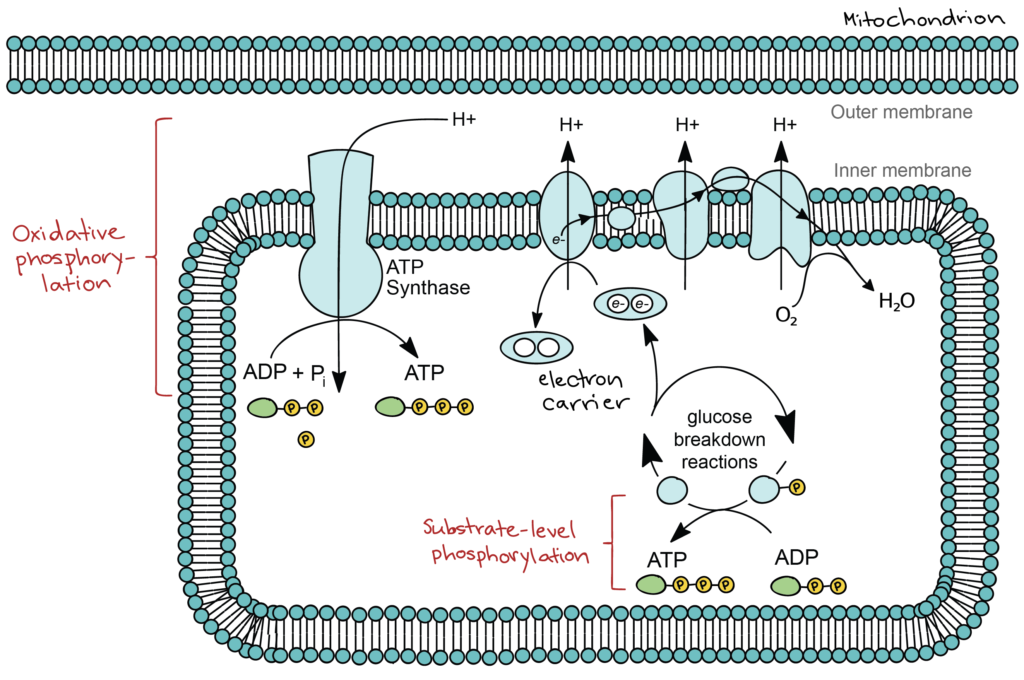 Simplified diagram showing oxidative phosphorylation and substrate-level phosphorylation during glucose breakdown reactions. Inside the matrix of the mitochondrion, substrate-level phosphorylation takes place when a phosphate group from an intermediate of the glucose breakdown reactions is transferred to ADP, forming ATP. At the same time, electrons are transported from intermediates of the glucose breakdown reactions to the electron transport chain by electron carriers. The electrons move through the electron transport chain, pumping protons into the intermembrane space. When these protons flow back down their concentration gradient, they pass through ATP synthase, which uses the electron flow to synthesize ATP from ADP and inorganic phosphate (Pi). This process of electron transport, proton pumping, and capture of energy from the proton gradient to make ATP is called oxidative phosphorylation.