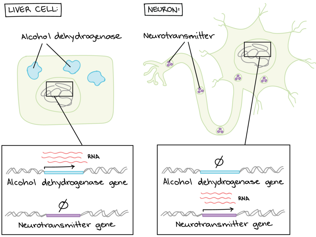 Left panel: Liver cell. The liver cell contains alcohol dehydrogenase proteins. If we look in the nucleus, we see that the alcohol dehydrogenase gene is expressed to make RNA, but the neurotransmitter gene is not. The RNA is processed and translated, which is why the alcohol dehydrogenase proteins are found in the cell. Right panel: neuron. The neuron contains neurotransmitter proteins. If we look in the nucleus, we see that the alcohol dehydrogenase gene is not expressed to make RNA, while the neurotransmitter is. The RNA is processed and translated, which is why the neurotransmitter proteins are found in the cell. 