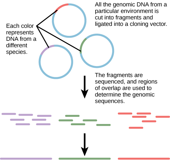In metagenomics, all of the genomic DNA from a particular environment is cut into fragments and ligated into a cloning vector. The fragments, which may be from several different species, are sequenced. Regions of overlap indicate that two fragments came from the same species. Thus, the genome of each species present can be determined.