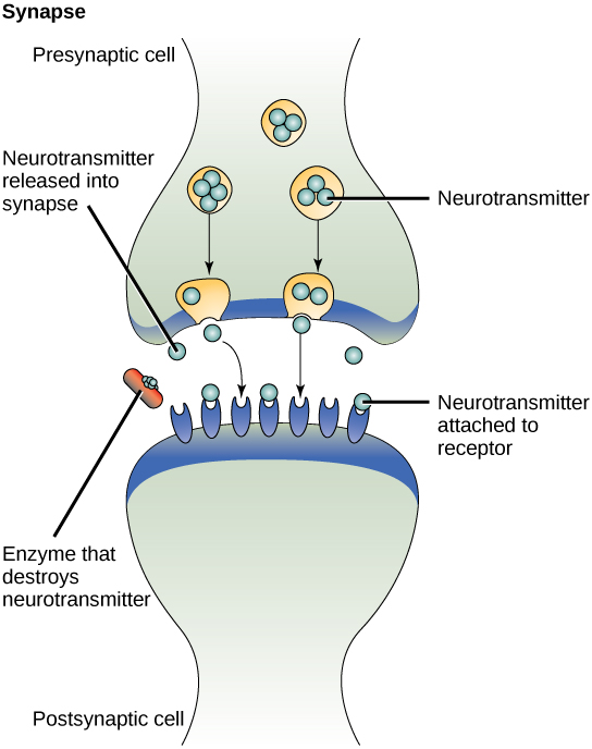This illustration shows closely juxtaposed bulbous protrusions of presynaptic and postsynaptic cells. The presynaptic cell stores neurotransmitter in synaptic vesicles. When signaling occurs, the vesicles fuse with the cell membrane, thereby releasing the neutrotransmitter, which then binds to receptors on the postsynaptic cell. An enzyme on the surface of the postsynaptic cell destroys the neurotrasmitter, thereby terminating the signal.