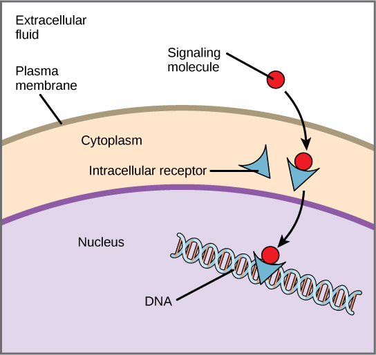 This illustration shows a hydrophobic signaling molecule that diffuses across the plasma membrane and binds an intracellular receptor in the cytoplasm. The intracellular receptor-signaling molecule complex then travels to the nucleus and binds DNA.