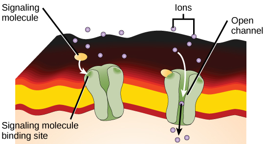 This illustration shows a gated ion channel that is closed in the absence of a signaling molecule. When a signaling molecule binds, a pore in the middle of the channel opens, allowing ions to enter the cell.
