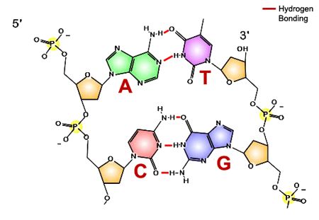 Structure of DNA double helix. Sugar-phosphate backbone is shown in yellow, specific base pairings via hydrogen bonds (red lines) are colored in green and purple (A-T pair) and red and blue (C-G). 