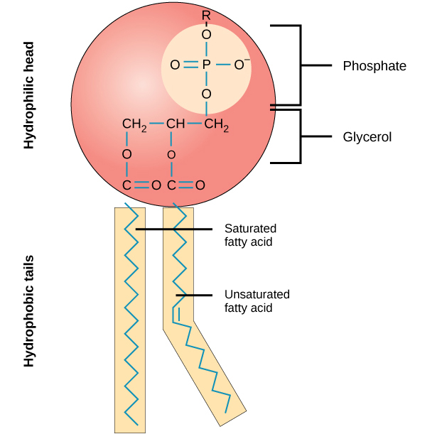 An illustration of a phospholipid shows a hydrophilic head group composed of phosphate connected to a three-carbon glycerol molecule, and two hydrophobic tails composed of long hydrocarbon chains.