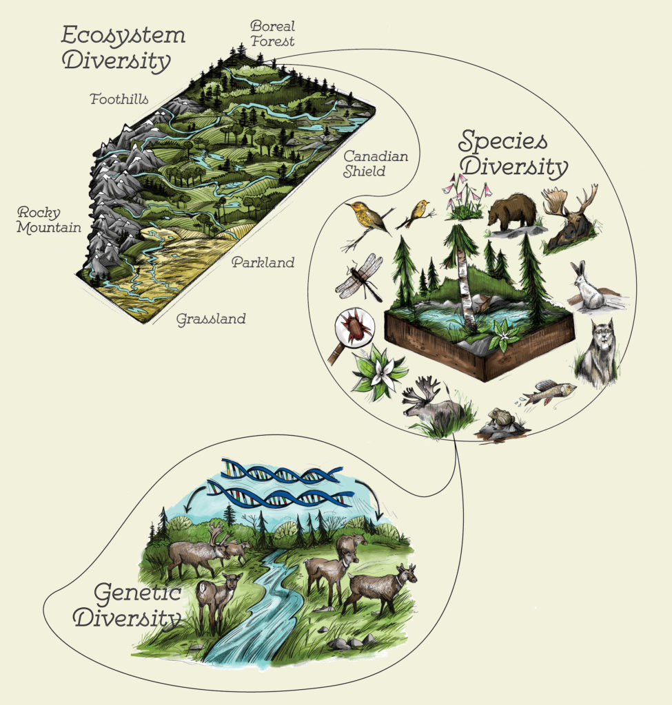Diagram of many different deer around a river labeled Genetic Diversity, many different plants, animals, fish, bugs around a forest labeled Species Diversity, many differently ecosystems (ie.e Grassland, Rocky Mountains, Boreal Forest) and everything they contain with mountains and streams labeled Ecosystem Diversity.