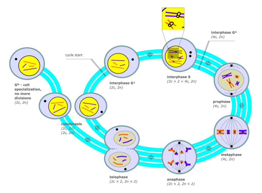 The diagram shows Mitosis and cell division as a cyclic process. The cycle starts at interphase. Interphase is divided into three stages: G1, S, and G2. During interphase, the cell is preparing to divide; DNA is duplicated, creating sister chromatids. Interphase is followed by the mitotic cycle, mitosis and cytokinesis. Mitosis is a process in which a diploid cell nucleus divides itself (duplicates) into 2 diploid nuclei. The first stage is prophase, during which the nucleus begins to disappear. The next stage is metaphase. During this phase, all sister chromatids are aligned in the center of the cell. Next is anaphase. During this phase, the sister chromosomes are all split. Next is telophase. A new nucleus is formed around each set of chromatids. The two nuclei are divided from each other, creating two new cells in a process called cytokinesis. Each new cell is now ready to being the cycle again.