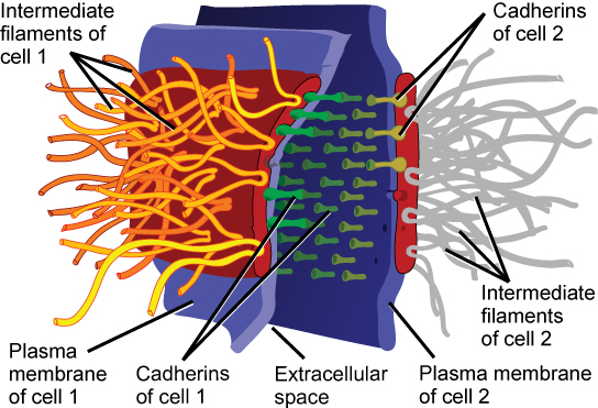 This illustration shows two cells fused together by a desmosome. Cadherins extend from each cell and join the two cells together. Intermediate filaments connect to cadherins on the inside of the cell.