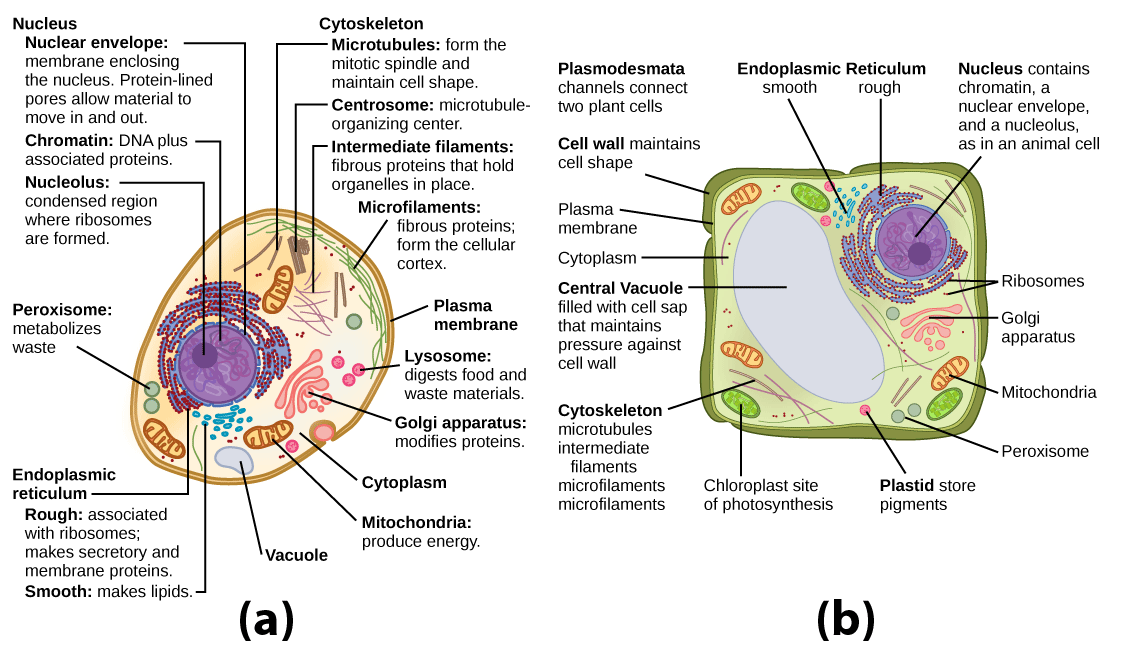 Part a: This illustration shows a typical eukaryotic animal cell, which is egg shaped. The fluid inside the cell is called the cytoplasm, and the cell is surrounded by a cell membrane. The nucleus takes up about one-half the width of the cell. Inside the nucleus is the chromatin, which is composed of DNA and associated proteins. A region of the chromatin is condensed into the nucleolus, a structure where ribosomes are synthesized. The nucleus is encased in a nuclear envelope, which is perforated by protein-lined pores that allow entry of material into the nucleus. The nucleus is surrounded by the rough and smooth endoplasmic reticulum, or ER. The smooth ER is the site of lipid synthesis. The rough ER has embedded ribosomes that give it a bumpy appearance. It synthesizes membrane and secretory proteins. In addition to the ER, many other organelles float inside the cytoplasm. These include the Golgi apparatus, which modifies proteins and lipids synthesized in the ER. The Golgi apparatus is made of layers of flat membranes. Mitochondria, which produce food for the cell, have an outer membrane and a highly folded inner membrane. Other, smaller organelles include peroxisomes that metabolize waste, lysosomes that digest food, and vacuoles. Ribosomes, responsible for protein synthesis, also float freely in the cytoplasm and are depicted as small dots. The last cellular component shown is the cytoskeleton, which has four different types of components: microfilaments, intermediate filaments, microtubules, and centrosomes. Microfilaments are fibrous proteins that line the cell membrane and make up the cellular cortex. Intermediate filaments are fibrous proteins that hold organelles in place. Microtubules form the mitotic spindle and maintain cell shape. Centrosomes are made of two tubular structures at right angles to one another. They form the microtubule-organizing center. Part b: This illustration depicts a typical eukaryotic plant cell. The nucleus of a plant cell contains chromatin and a nucleolus, the same as an animal cell. Other structures that the plant cell has in common with the animal cell include rough and smooth endoplasmic reticulum, the Golgi apparatus, mitochondria, peroxisomes, and ribosomes. The fluid inside the plant cell is called the cytoplasm, just as it is in an animal cell. The plant cell has three of the four cytoskeletal components found in animal cells: microtubules, intermediate filaments, and microfilaments. Plant cells do not have centrosomes. Plant cells have four structures not found in animals cells: chloroplasts, plastids, a central vacuole, and a cell wall. Chloroplasts are responsible for photosynthesis; they have an outer membrane, an inner membrane, and stack of membranes inside the inner membrane. The central vacuole is a very large, fluid-filled structure that maintains pressure against the cell wall. Plastids store pigments. The cell wall is outside the cell membrane.
