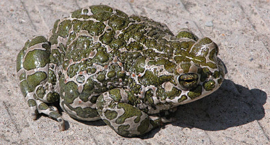 A photo shows a light-colored toad covered in bright green spots.