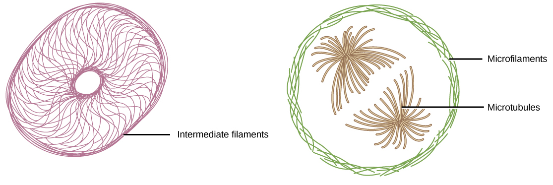 Microfilaments line the inside of the plasma membrane, whereas microfilaments radiate out from the center of the cell. Intermediate filaments form a network throughout the cell that holds organelles in place.