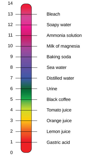The pH scale, which ranges from zero to 14, sits next to a bar with the colors of the rainbow. The pH of common substances are given. These include gastric acid with a pH around one, lemon juice with a pH around two, orange juice with a pH around three, tomato juice with a pH around four, black coffee with a pH around five, urine with a pH around six, distilled water with a pH around seven, sea water with a pH around eight, baking soda with a pH around nine, milk of magnesia with a pH around ten, ammonia solution with a pH around 11, soapy water with a pH around 12, and bleach with a pH around 13.