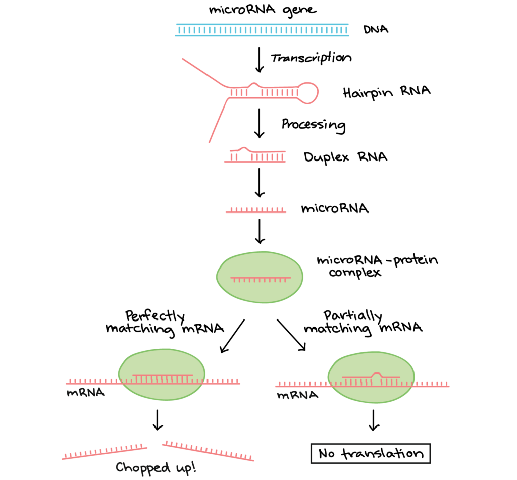 Diagram of where miRNAs come from and and how they regulate targets. First a microRNA precursor is transcribed from a microRNA gene. The precursor folds into a hair pin, which is then processed by enzymes so it is a short Duplex double stranded RNA that’s imperfectly complementary. One strand of this duplex is the miRNA, which associates with a protein to form a microRNA-protein complex. The miRNA directs the protein complex to mRNAs that are partially or fully complementary to the miRNA. When the miRNA is perfectly complementary to the mRNA, the mRNA is often cut in two by an enzyme in the protein complex. When the miRNA is not perfectly complementary to the mRNA, the miRNA complex may remain bound to the mRNA and block translation.