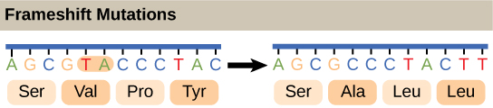 Illustration shows a frameshift mutation in which the reading frame is altered by the deletion of two amino acids.