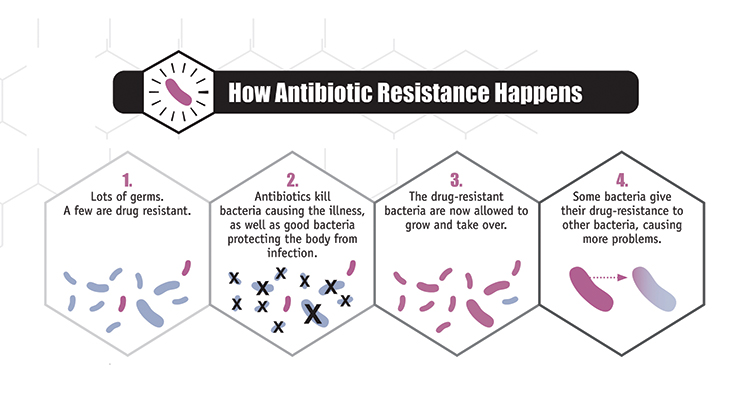 bacterial-diseases-in-humans-biology-for-majors-ii-course-hero