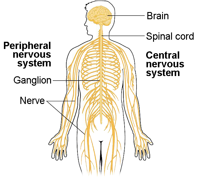 components-of-the-nervous-system-biology-for-majors-ii-course-hero