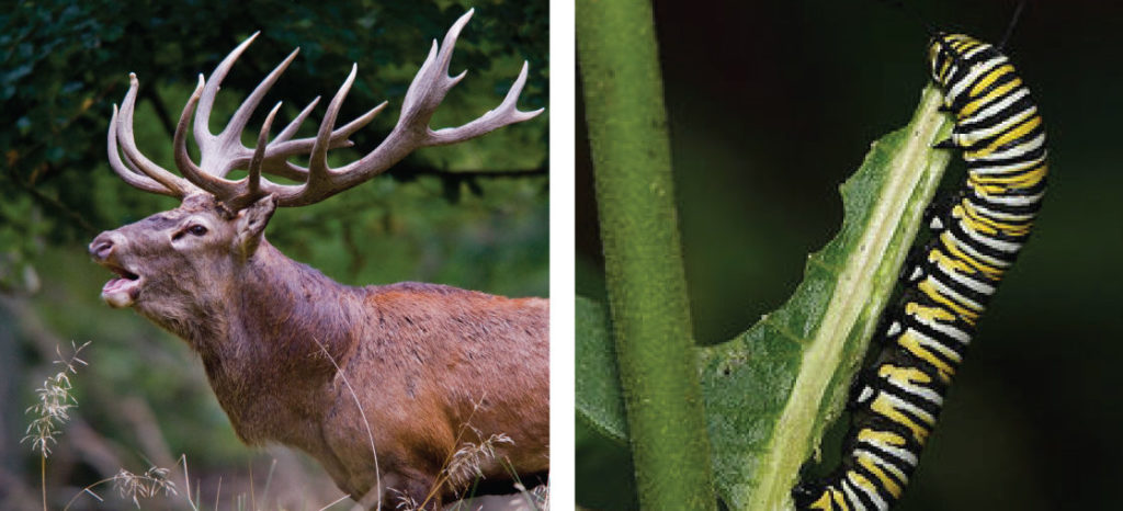 Left photo shows a buck with antlers. Right photo shows a black, yellow, and white striped caterpillar eating a leaf.