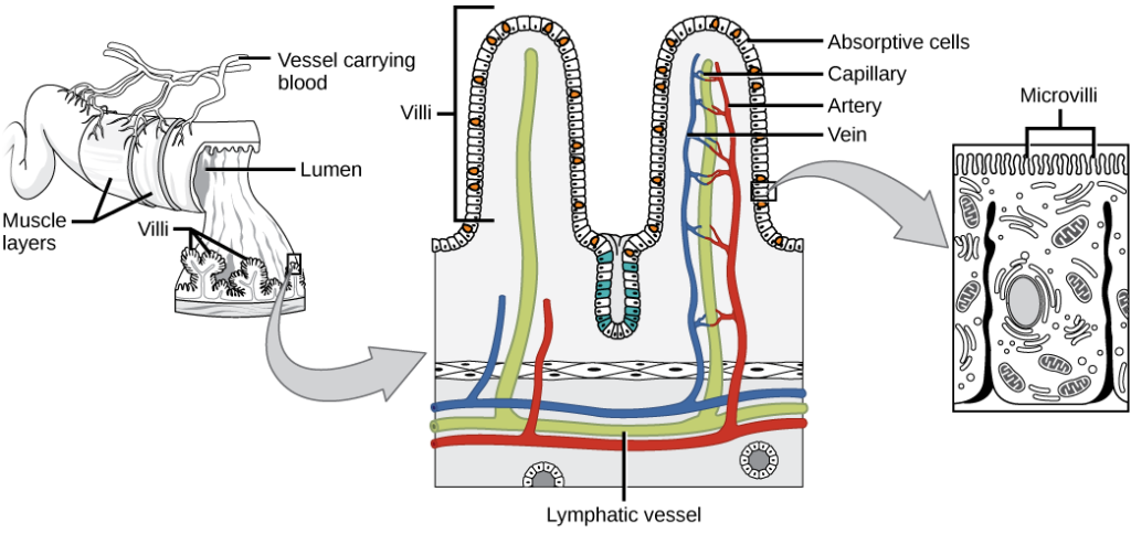 Illustration shows a cross section of the small intestine, the lumen, or inside of which has many fingerlike projections called villi. Muscle layers wrap around the outside of the intestine, and blood vessels interact with the muscle layer. A blowup shows that capillaries and lymphatic vessels travel up inside the villi. The surface of each villus is covered with hairline microvilli.